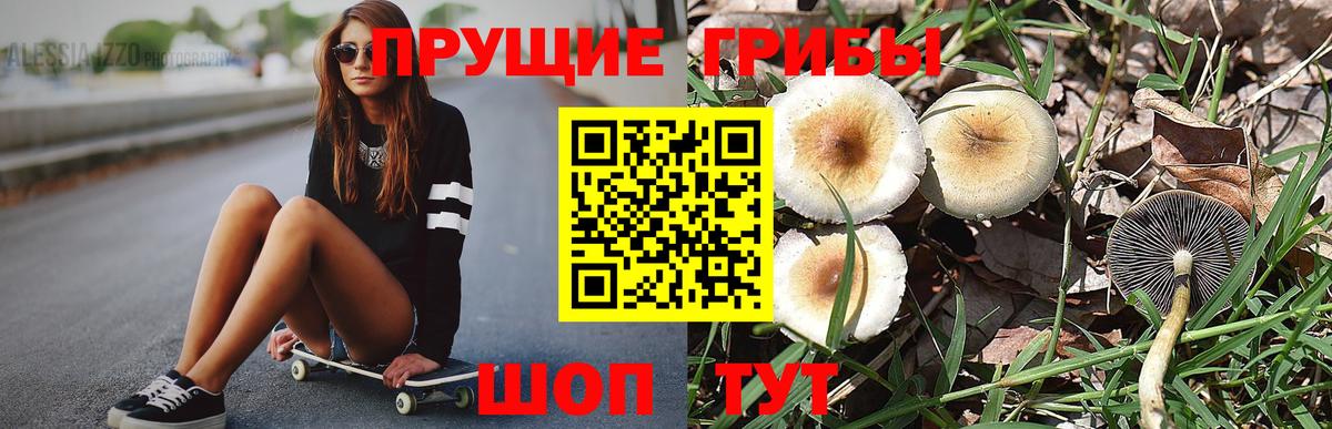 Псилоцибиновые грибы Psilocybe Карпинск